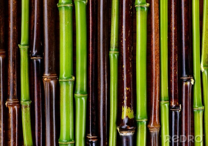 Papier peint  Tiges de bambou vertes et brunes