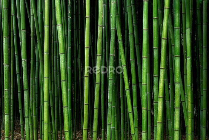 Papier peint  Tiges de bambou verticales