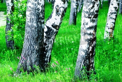Papier peint  Tiges de bouleaux