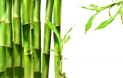 Papier peint  Tiges vertes de bambou 3D