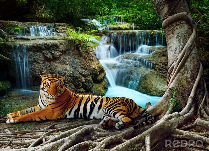 Papier peint  Tigre à la chute d'eau
