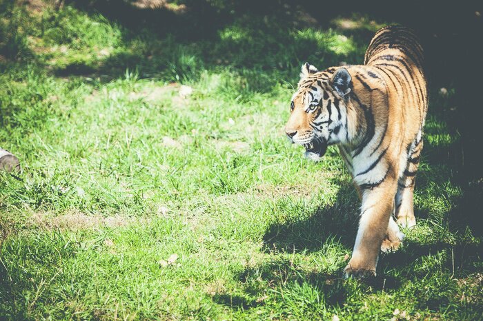 Papier peint  Tigre à rayures sur l'herbe