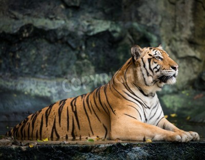 Papier peint  Tigre alerte sur un rocher