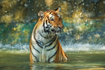 Papier peint  Tigre assis dans l'eau