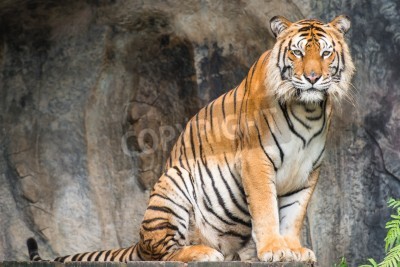 Papier peint  Tigre assis devant la grotte