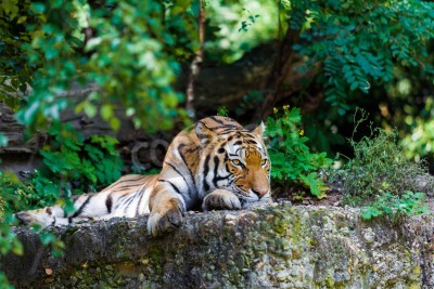 Papier peint  Tigre au repos sur le rocher
