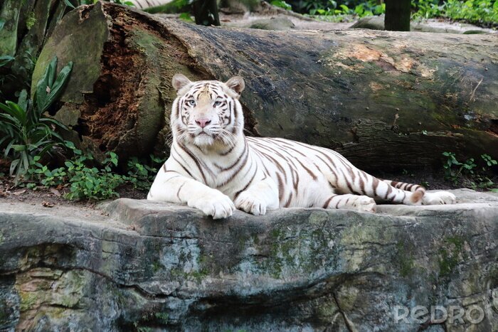 Papier peint  Tigre au repos sur une pierre