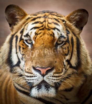 Papier peint  Tigre avec le nez rose