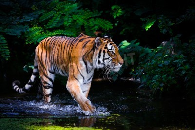 Papier peint  Tigre barbotant dans l'eau