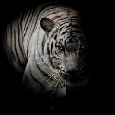 Papier peint  Tigre blanc à l'ombre