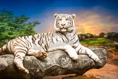 Papier peint  Tigre blanc allongé sur une pierre