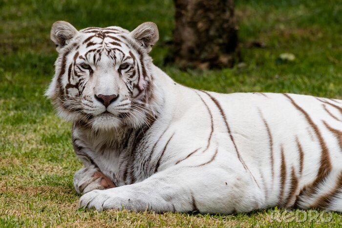 Papier peint  Tigre blanc arrière-plan végétal