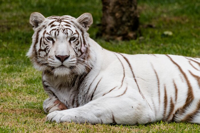 Papier peint  Tigre blanc arrière-plan végétal