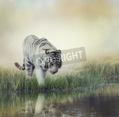 Papier peint  Tigre blanc au bord d'un étang