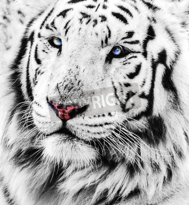 Papier peint  Tigre blanc aux yeux bleus