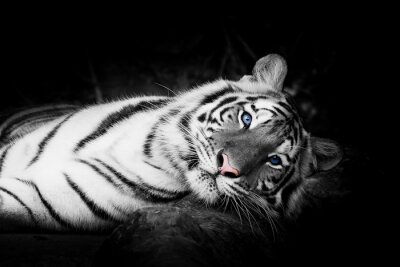 Papier peint  Tigre blanc avec les yeux bleux