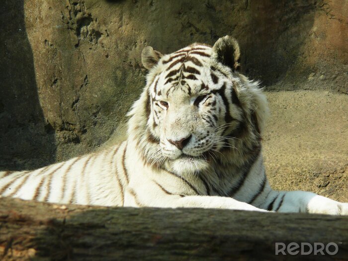 Papier peint  Tigre blanc dans l'enclos