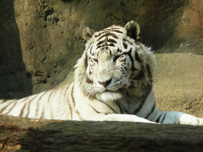 Papier peint  Tigre blanc dans l'enclos