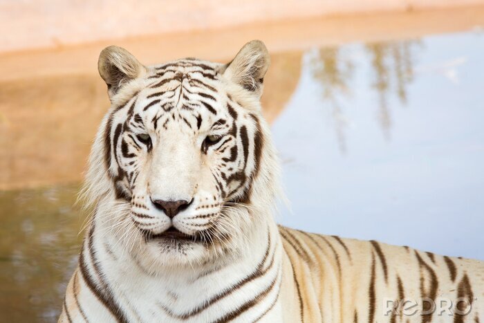 Papier peint  Tigre blanc dans le zoo