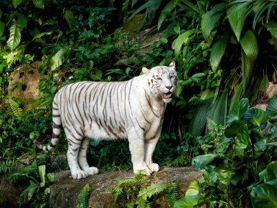 Tigre blanc et plantes
