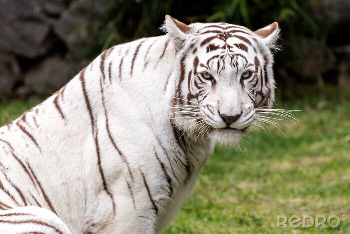 Papier peint  Tigre blanc majestueux