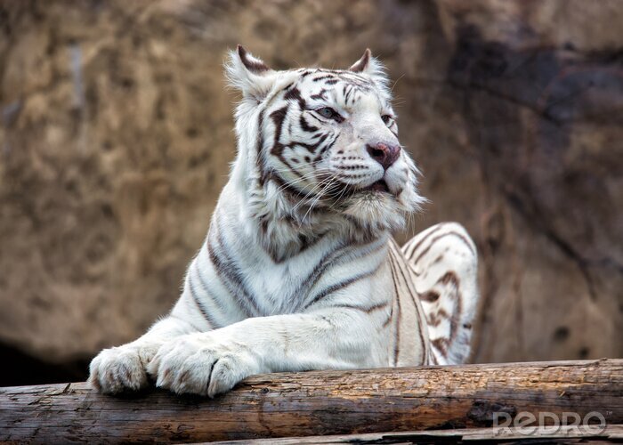 Papier peint  Tigre blanc sur fond de rochers