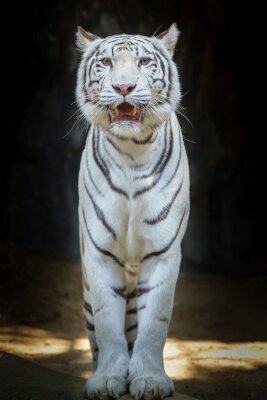 Tigre blanc sur fond noir