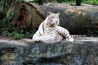 Papier peint  Tigre blanc sur un rocher