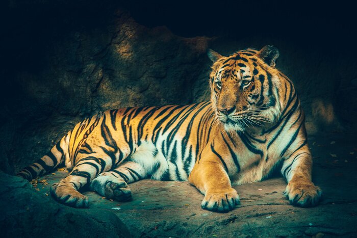 Papier peint  Tigre couché à l'ombre