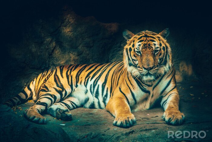 Papier peint  Tigre couché dans la grotte
