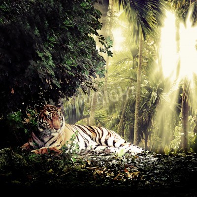 Papier peint  Tigre couché dans la jungle