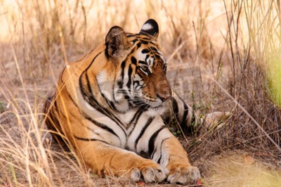 Papier peint  Tigre couché dans la savane