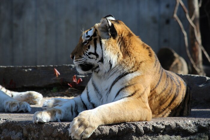Papier peint  Tigre couché dans le zoo