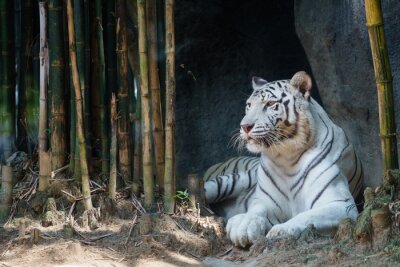 Tigre couché devant un bambou