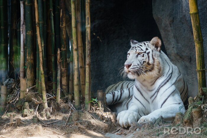 Papier peint  Tigre couché devant un bambou