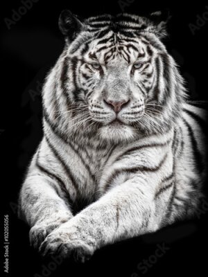 Papier peint  Tigre couché majestueux