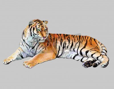 Papier peint  Tigre couché sur fond gris