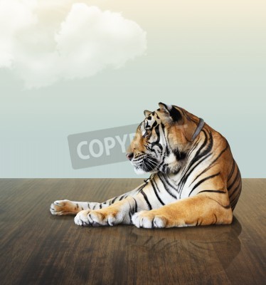 Papier peint  Tigre couché sur le parquet