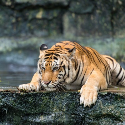 Papier peint  Tigre couché sur un rocher humide