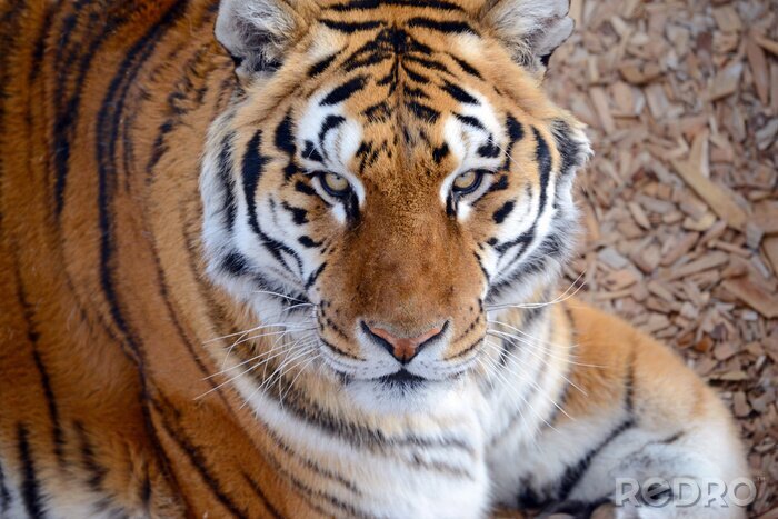 Papier peint  Tigre d'Asie dans le zoo