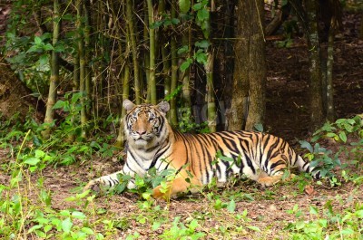 Papier peint  Tigre dans la forêt vierge