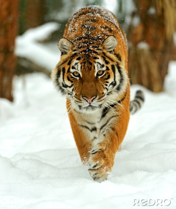 Papier peint  Tigre dans la neige