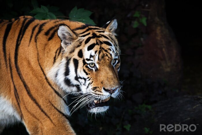 Papier peint  Tigre de Sibérie dans la forêt