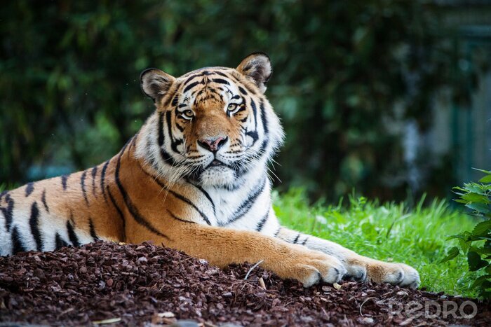 Papier peint  Tigre de Sibérie dans le zoo