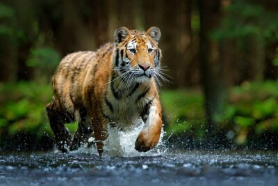Papier peint  Tigre de Sibérie dans un ruisseau en pleine forêt tropicale