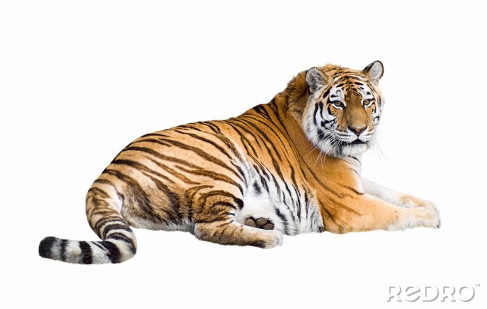 Papier peint  Tigre de Sibérie découpe