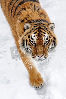 Papier peint  Tigre de Sibérie sur la neige