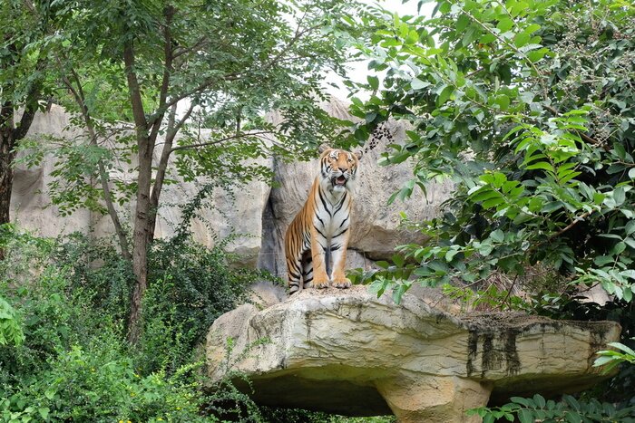 Papier peint  Tigre debout sur un rocher