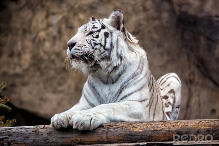Papier peint  Tigre du Bengale blanc