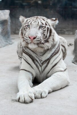 Papier peint  Tigre du Bengale blanc couché